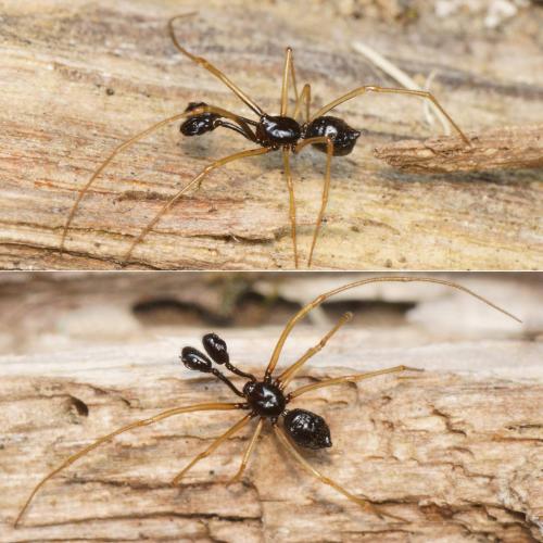 Neottiura uncinata